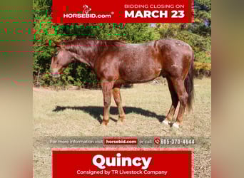 Quarter horse américain, Hongre, 7 Ans, 147 cm, Rouan Rouge