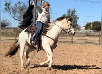 Quarter horse américain, Hongre, 7 Ans, 147 cm, Tobiano-toutes couleurs