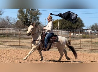 Quarter horse américain, Hongre, 7 Ans, 147 cm, Tobiano-toutes couleurs