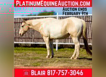 Quarter horse américain, Hongre, 7 Ans, 147 cm, Tobiano-toutes couleurs