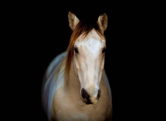 Quarter horse américain, Hongre, 7 Ans, 147 cm, Tobiano-toutes couleurs