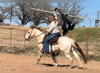 Quarter horse américain, Hongre, 7 Ans, 147 cm, Tobiano-toutes couleurs