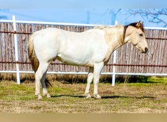 Quarter horse américain, Hongre, 7 Ans, 147 cm, Tobiano-toutes couleurs
