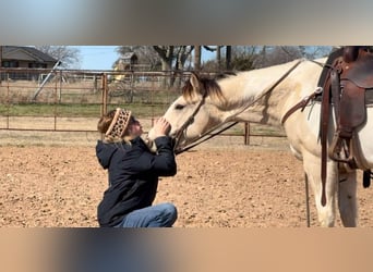 Quarter horse américain, Hongre, 7 Ans, 147 cm, Tobiano-toutes couleurs