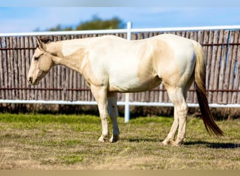 Quarter horse américain, Hongre, 7 Ans, 147 cm, Tobiano-toutes couleurs