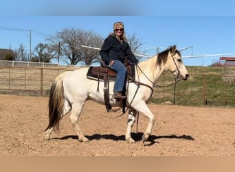 Quarter horse américain, Hongre, 7 Ans, 147 cm, Tobiano-toutes couleurs