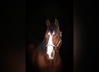 Quarter horse américain, Hongre, 7 Ans, 148 cm, Bai