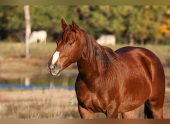 Quarter horse américain, Hongre, 7 Ans, 150 cm, Alezan brûlé