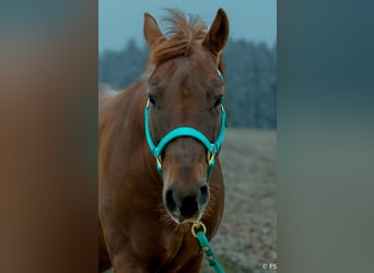 Quarter horse américain, Hongre, 7 Ans, 150 cm, Alezan brûlé