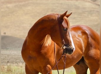 Quarter horse américain, Hongre, 7 Ans, 150 cm, Alezan cuivré