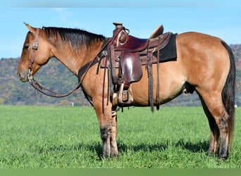 Quarter horse américain, Hongre, 7 Ans, 150 cm, Alezan dun