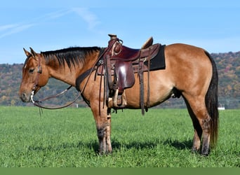 Quarter horse américain, Hongre, 7 Ans, 150 cm, Alezan dun