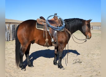 Quarter horse américain, Hongre, 7 Ans, 150 cm, Bai cerise