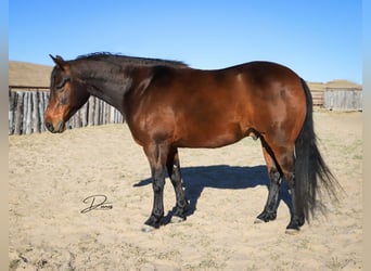 Quarter horse américain, Hongre, 7 Ans, 150 cm, Bai cerise