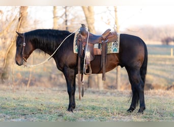 Quarter horse américain, Hongre, 7 Ans, 150 cm, Bai cerise