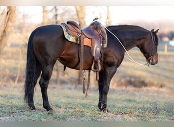 Quarter horse américain, Hongre, 7 Ans, 150 cm, Bai cerise