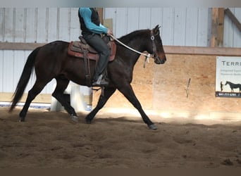 Quarter horse américain, Hongre, 7 Ans, 150 cm, Bai