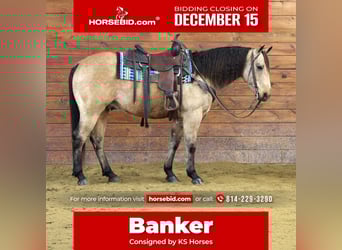 Quarter horse américain, Hongre, 7 Ans, 150 cm, Buckskin