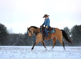 Quarter horse américain, Hongre, 7 Ans, 150 cm, Buckskin