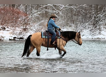 Quarter horse américain, Hongre, 7 Ans, 150 cm, Buckskin