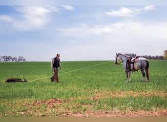 Quarter horse américain, Hongre, 7 Ans, 150 cm, Gris