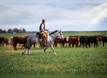Quarter horse américain, Hongre, 7 Ans, 150 cm, Gris
