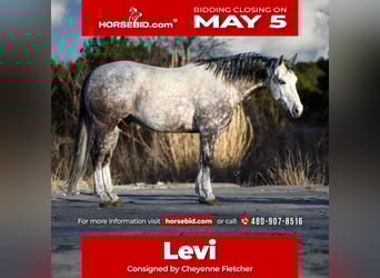 Quarter horse américain, Hongre, 7 Ans, 150 cm, Gris