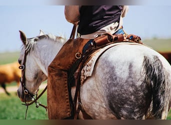 Quarter horse américain, Hongre, 7 Ans, 150 cm, Gris