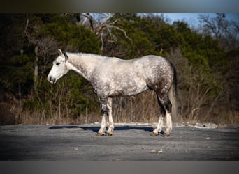 Quarter horse américain, Hongre, 7 Ans, 150 cm, Gris