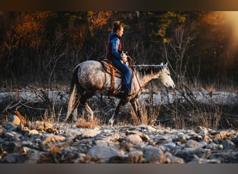 Quarter horse américain, Hongre, 7 Ans, 150 cm, Gris