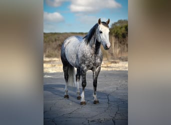 Quarter horse américain, Hongre, 7 Ans, 150 cm, Gris