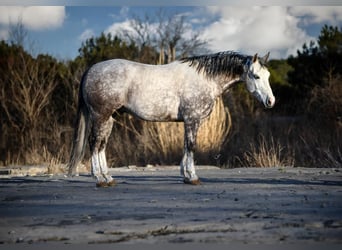 Quarter horse américain, Hongre, 7 Ans, 150 cm, Gris