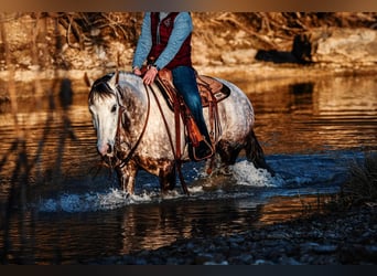 Quarter horse américain, Hongre, 7 Ans, 150 cm, Gris