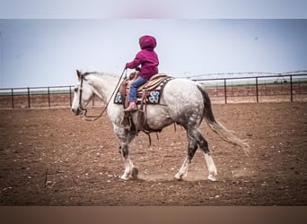 Quarter horse américain, Hongre, 7 Ans, 150 cm, Gris
