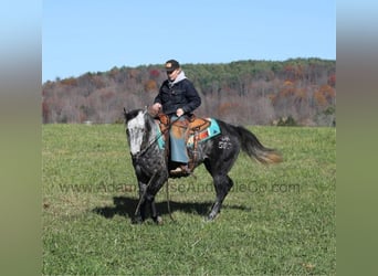 Quarter horse américain, Hongre, 7 Ans, 150 cm, Gris pommelé
