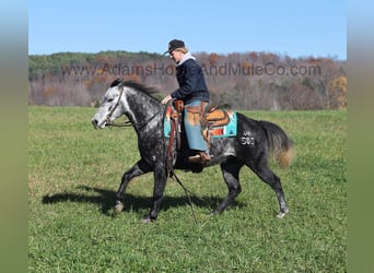 Quarter horse américain, Hongre, 7 Ans, 150 cm, Gris pommelé