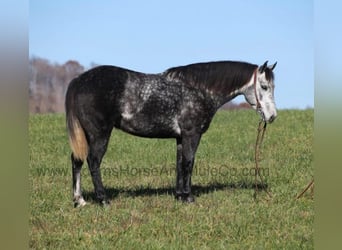 Quarter horse américain, Hongre, 7 Ans, 150 cm, Gris pommelé