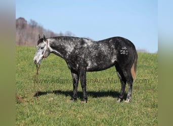 Quarter horse américain, Hongre, 7 Ans, 150 cm, Gris pommelé