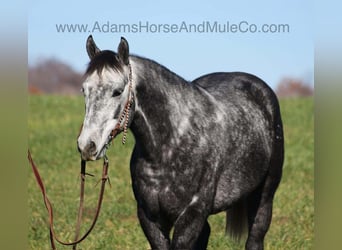 Quarter horse américain, Hongre, 7 Ans, 150 cm, Gris pommelé