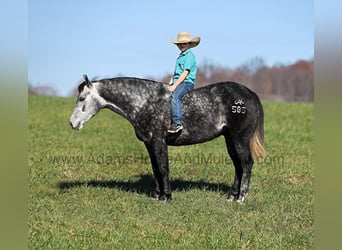 Quarter horse américain, Hongre, 7 Ans, 150 cm, Gris pommelé