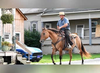 Quarter horse américain, Hongre, 7 Ans, 150 cm, Isabelle