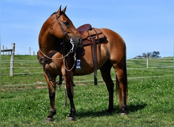 Quarter horse américain, Hongre, 7 Ans, 150 cm, Isabelle