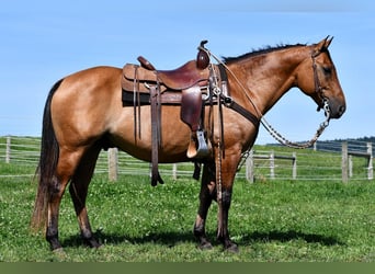Quarter horse américain, Hongre, 7 Ans, 150 cm, Isabelle