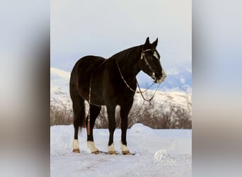 Quarter horse américain Croisé, Hongre, 7 Ans, 150 cm, Noir