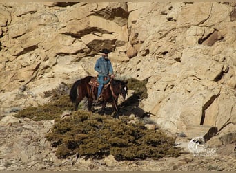 Quarter horse américain Croisé, Hongre, 7 Ans, 150 cm, Noir