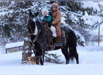 Quarter horse américain Croisé, Hongre, 7 Ans, 150 cm, Noir
