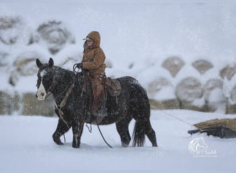 Quarter horse américain Croisé, Hongre, 7 Ans, 150 cm, Noir