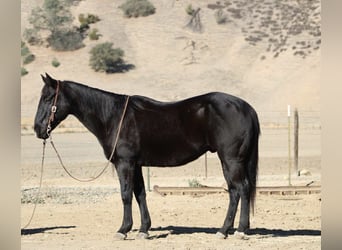 Quarter horse américain, Hongre, 7 Ans, 150 cm, Noir