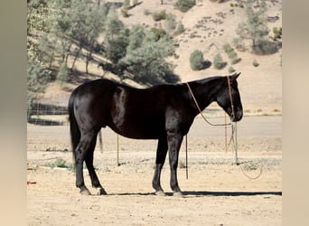 Quarter horse américain, Hongre, 7 Ans, 150 cm, Noir
