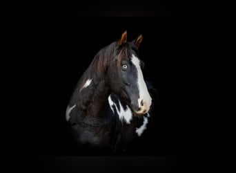 Quarter horse américain, Hongre, 7 Ans, 150 cm, Overo-toutes couleurs